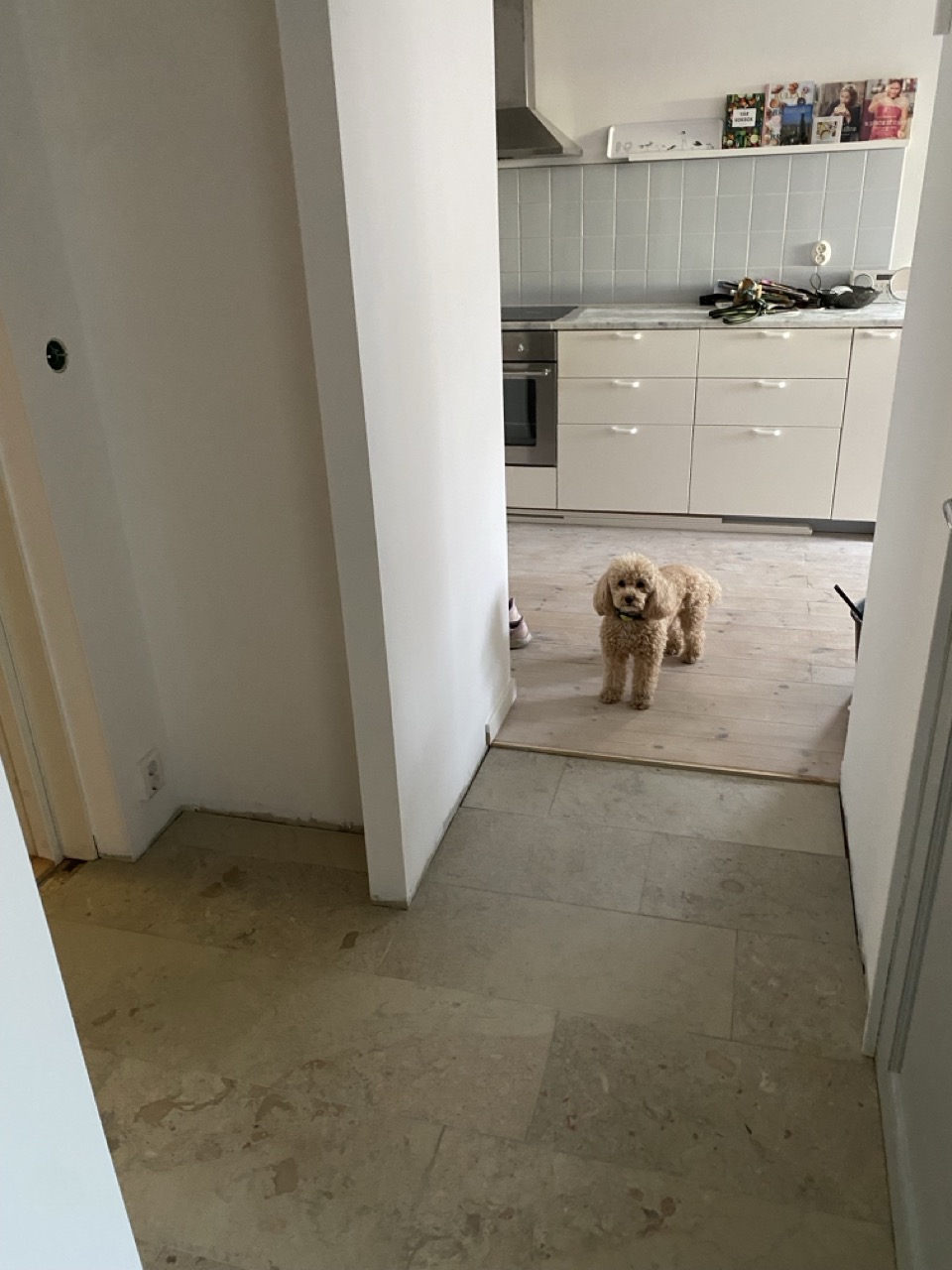 Besiktningshund